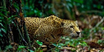 Peligra el jaguar en Tamaulipas pese a esfuerzos ambientales