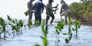 Reforestan laguna de Morales con más de 53 mil mangles