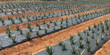 Tamaulipas planea exportar sábila, miel y hortalizas a EU y Europa