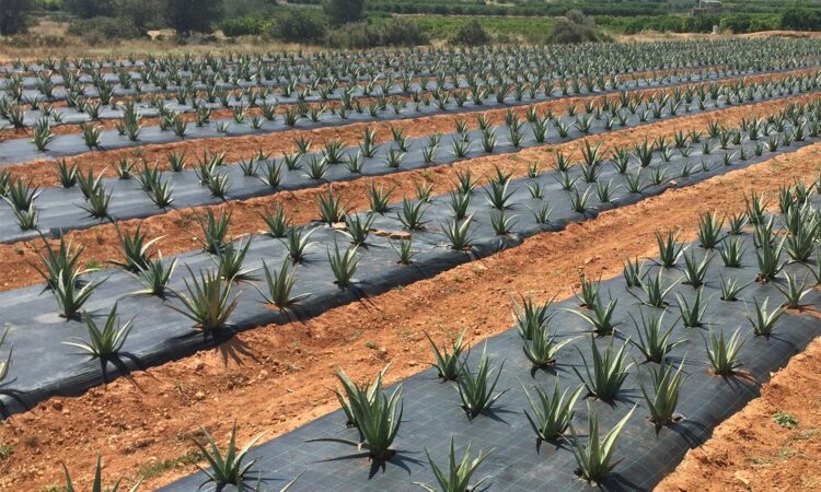 Tamaulipas planea exportar sábila, miel y hortalizas a EU y Europa