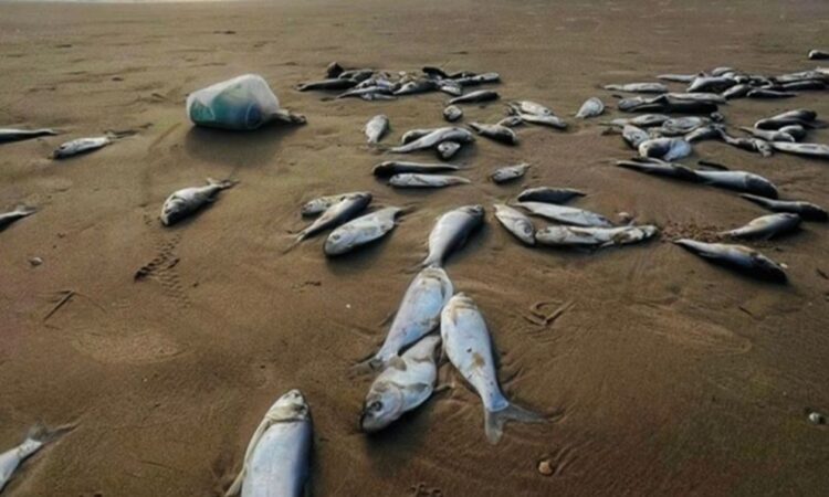 Avistamiento de peces muertos en playa Miramar se debe a especie invasora