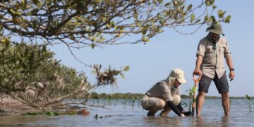 Manglares de Tamaulipas, escudo natural contra huracanes, enfrentan amenazas por actividades humanas