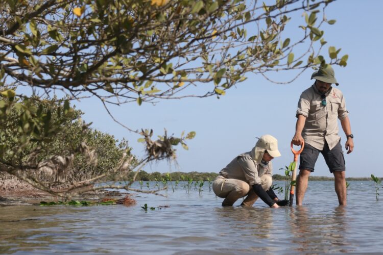 Manglares de Tamaulipas, escudo natural contra huracanes, enfrentan amenazas por actividades humanas