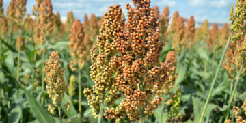 500 mil toneladas de Sorgo sin comercializar en Tamaulipas