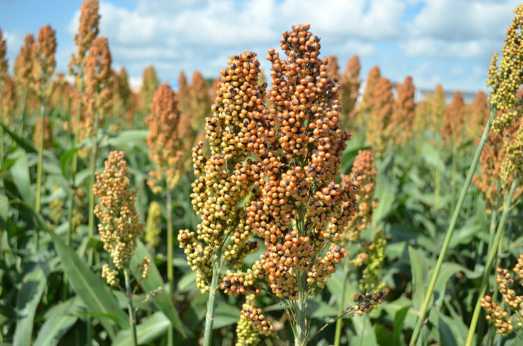 500 mil toneladas de Sorgo sin comercializar en Tamaulipas