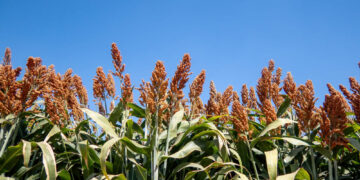 Productores del norte de Tamaulipas sin dinero para preparar el próximo ciclo Agrícola
