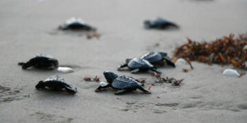 Tamaulipas rompe récord histórico en anidación de tortuga lora