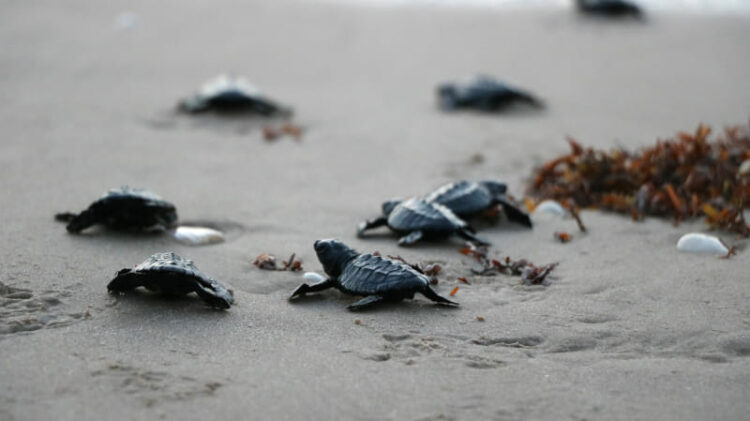 Tamaulipas rompe récord histórico en anidación de tortuga lora