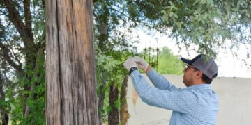 Refuerza Tamaulipas Vigilancia para Mantener Libre de Gusano Barrenador su Ganadería