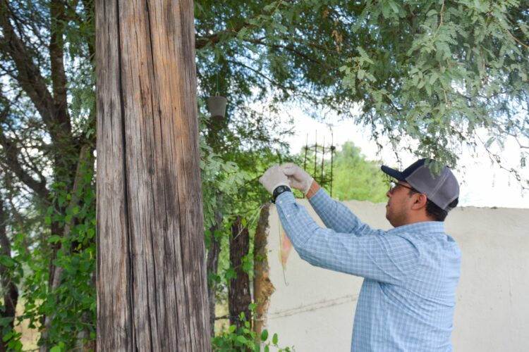 Refuerza Tamaulipas Vigilancia para Mantener Libre de Gusano Barrenador su Ganadería
