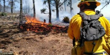 Prepara Tamaulipas Lanzamiento Aéreo de Semillas para Reforestar