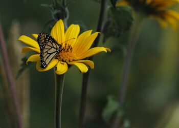 Crean red de jardines para proteger a la mariposa monarca en su paso por Tamaulipas.