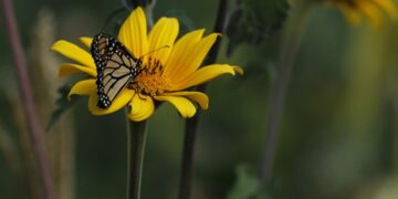Crean red de jardines para proteger a la mariposa monarca en su paso por Tamaulipas.