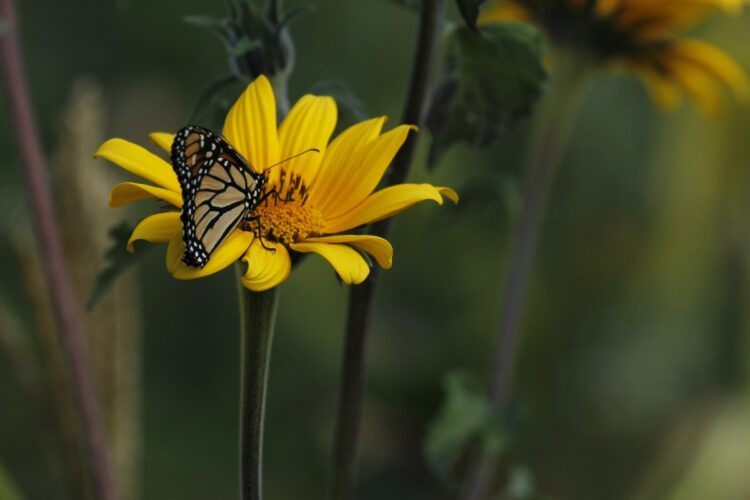 Crean red de jardines para proteger a la mariposa monarca en su paso por Tamaulipas.