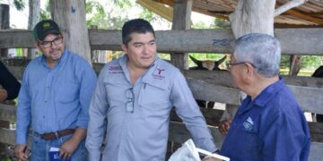 Registra Tamaulipas un 85% de avance en el barrido ganadero