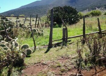 Impulsan producción de mezcal artesanal en Miquihuana para generar ingresos y proteger la biodiversidad.
