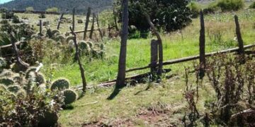 Impulsan producción de mezcal artesanal en Miquihuana para generar ingresos y proteger la biodiversidad.