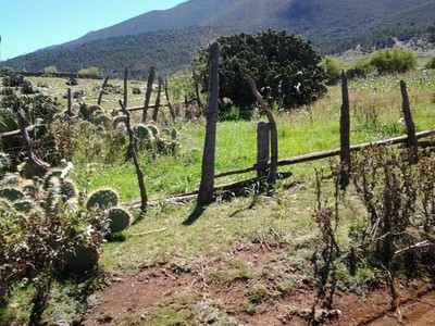 Impulsan producción de mezcal artesanal en Miquihuana para generar ingresos y proteger la biodiversidad.
