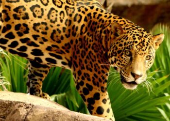 Confirman la presencia de al menos 54 jaguares en la Biósfera El Cielo
