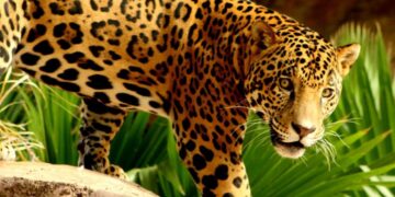Confirman la presencia de al menos 54 jaguares en la Biósfera El Cielo
