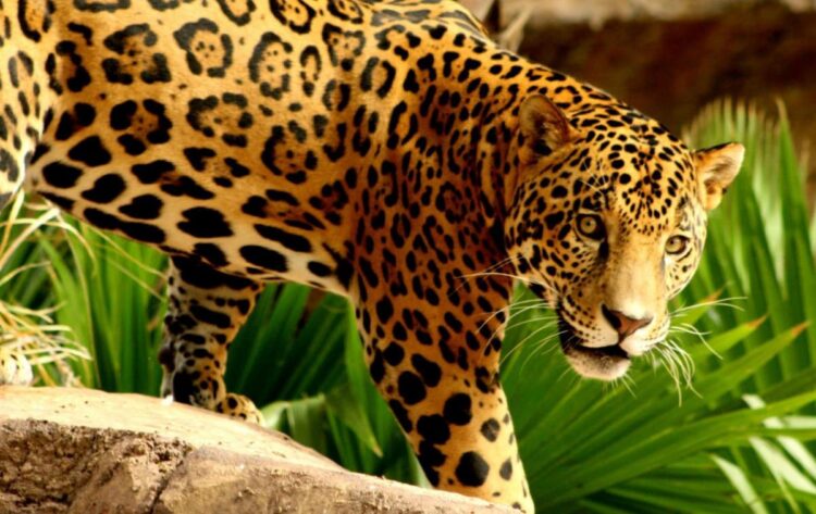 Confirman la presencia de al menos 54 jaguares en la Biósfera El Cielo