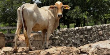 Costará 400 mdd a ganaderos el combate al gusano barrenador