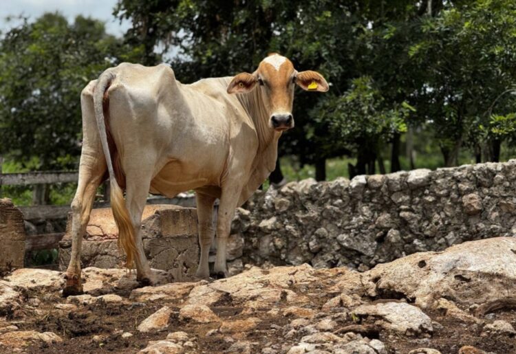 Costará 400 mdd a ganaderos el combate al gusano barrenador