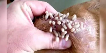 ¡Alerta para dueños de perros! Advierten por 166 casos de gusano barrenador en mascotas a nivel nacional.