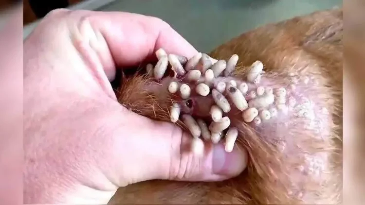 ¡Alerta para dueños de perros! Advierten por 166 casos de gusano barrenador en mascotas a nivel nacional.