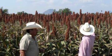 Proyecta Tamaulipas una planta de biocombustible para sorgo