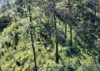 Incendios y plagas amenazan bosques de Tamaulipas pese a programas de conservación