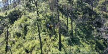 Incendios y plagas amenazan bosques de Tamaulipas pese a programas de conservación