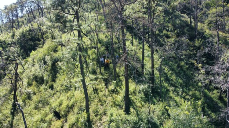 Incendios y plagas amenazan bosques de Tamaulipas pese a programas de conservación