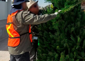 Refuerza Profepa inspección de pinos navideños en la frontera tamaulipeca