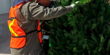 Refuerza Profepa inspección de pinos navideños en la frontera tamaulipeca