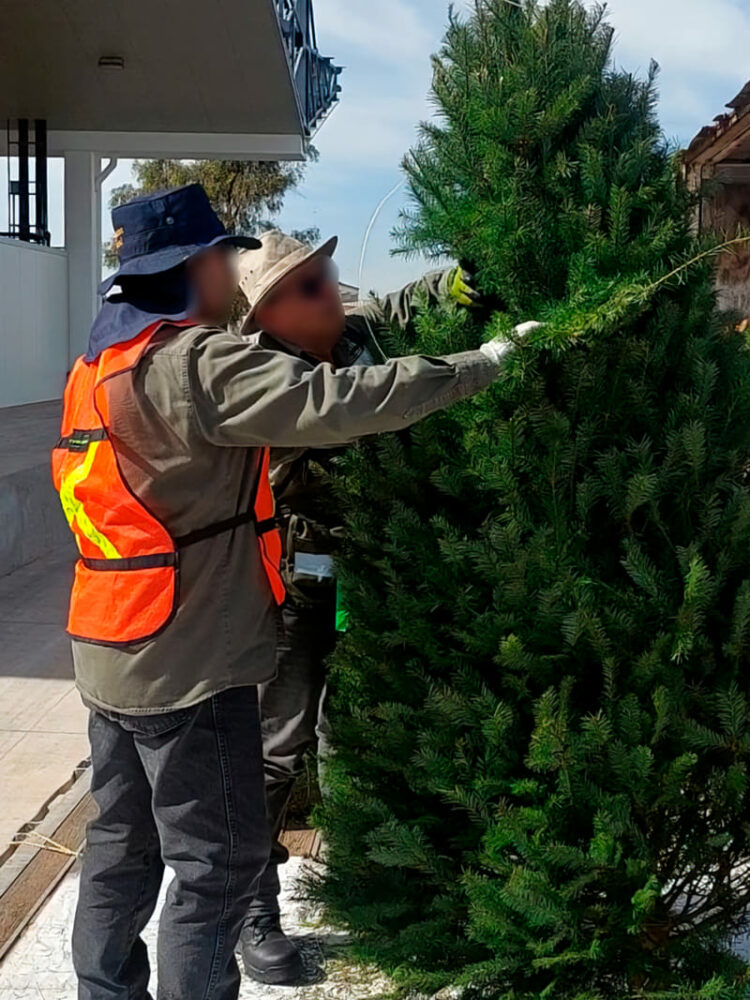 Refuerza Profepa inspección de pinos navideños en la frontera tamaulipeca