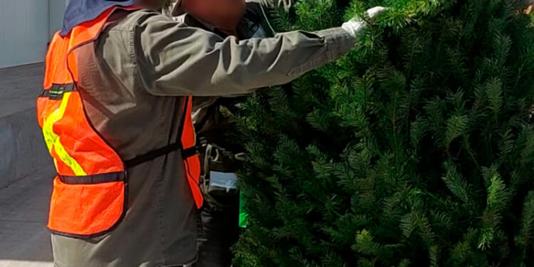 Refuerza Profepa inspección de pinos navideños en la frontera tamaulipeca