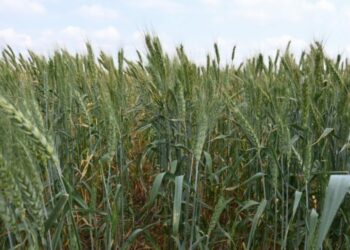 Productores de Tamaulipas advierten recorte real en presupuesto agrícola para 2026