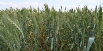 Productores de Tamaulipas advierten recorte real en presupuesto agrícola para 2026