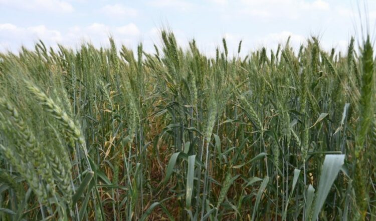 Productores de Tamaulipas advierten recorte real en presupuesto agrícola para 2026