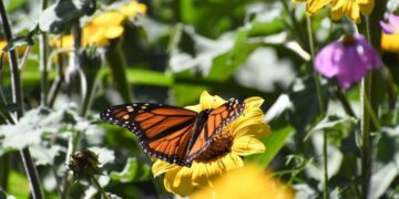 polinización en Tamaulipas