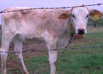 SADER confirma 13 casos de gusano barrenador en Tamaulipas y descarta alerta zoosanitaria