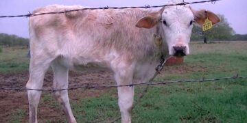 SADER confirma 13 casos de gusano barrenador en Tamaulipas y descarta alerta zoosanitaria