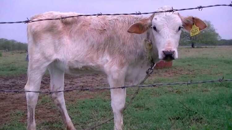 SADER confirma 13 casos de gusano barrenador en Tamaulipas y descarta alerta zoosanitaria