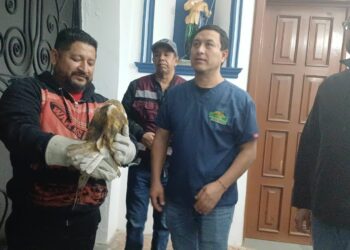 Rescatan a una lechuza atrapada en la Basílica de Nuestra Señora del Refugio en Ciudad Victoria