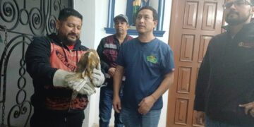 Rescatan a una lechuza atrapada en la Basílica de Nuestra Señora del Refugio en Ciudad Victoria