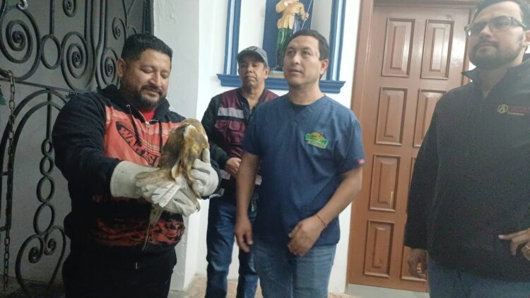 Rescatan a una lechuza atrapada en la Basílica de Nuestra Señora del Refugio en Ciudad Victoria