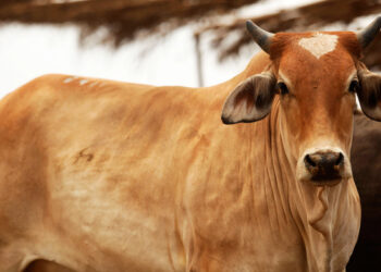 Tamaulipas mantiene vigilancia epidemiológica ante riesgo de brucelosis en el sector ganadero.