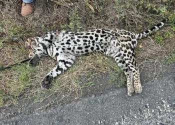 Localizan ocelote sin vida en la carretera Ciudad Victoria-Matamoros
