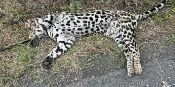Localizan ocelote sin vida en la carretera Ciudad Victoria-Matamoros